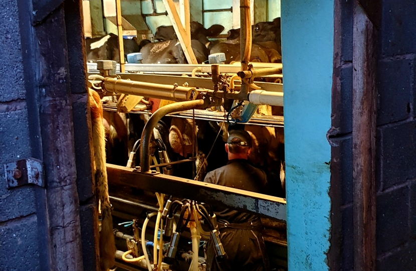 Dairy cows being milked