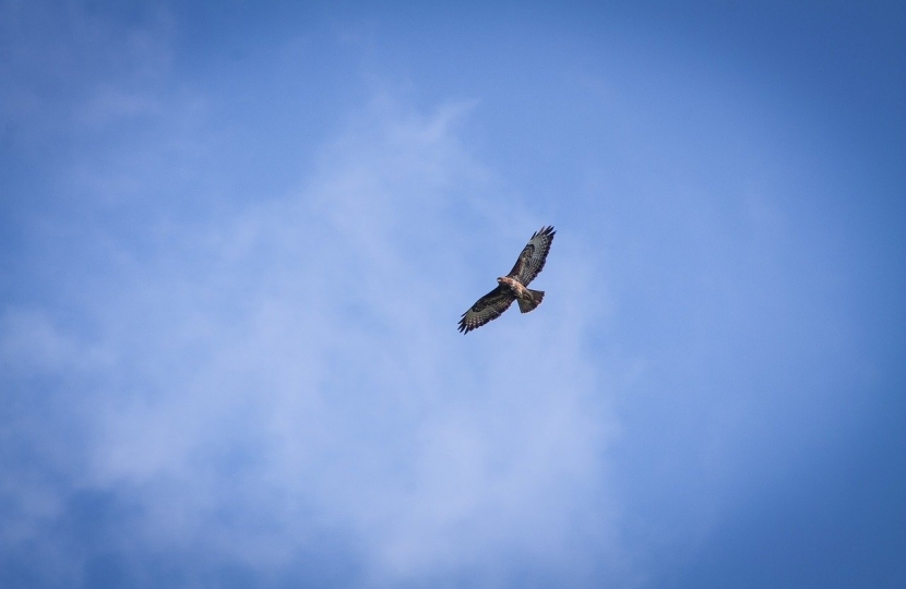 hen harrier