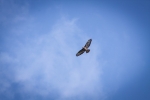 hen harrier